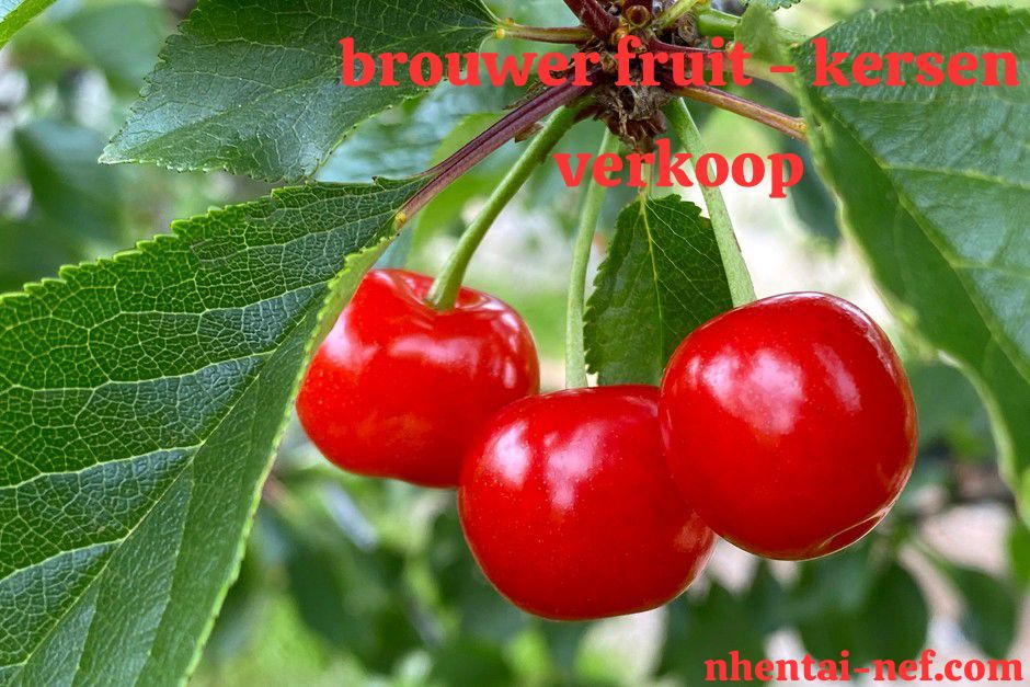 A Deep Dive Into Brouwer Fruit – Kersen Verkoop: Everything You Need To Know